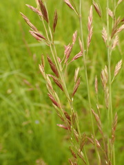 Festuca rupicola