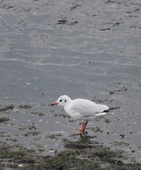 Chroicocephalus maculipennis