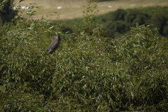 Nycticorax nycticorax obscurus