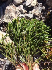 Halocarpus