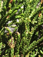 Halocarpus