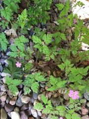 Geranium robertianum