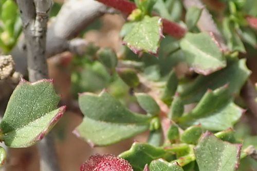 Image of Hermannia flammea by no rights reserved
