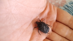 Protaetia morio