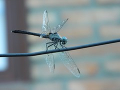 Micrathyria longifasciata