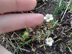 Oxalis pusilla
