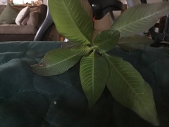 Euphorbia heterophylla