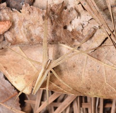 Pisaurina dubia