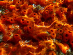 Latrunculia spinispiraefera