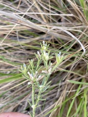 Gnidia phaeotricha