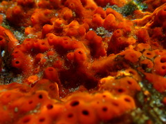 Latrunculia spinispiraefera