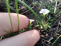 Oxalis pusilla