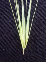 Hordeum murinum