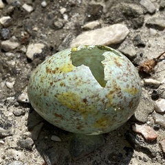 Caprimulgus europaeus