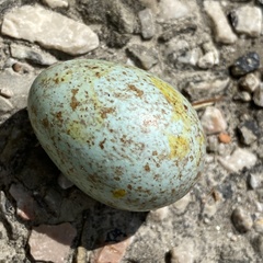 Caprimulgus europaeus