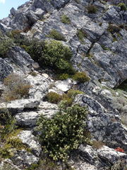 Leucadendron singulare