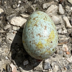 Caprimulgus europaeus