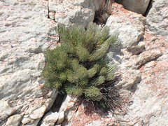 Leucadendron singulare