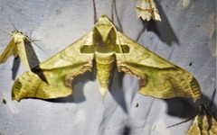 Adhemarius dariensis