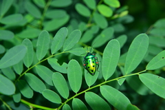 Calliphara excellens