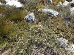 Leucadendron singulare