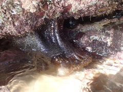 Holothuria cinerascens