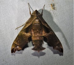 Nyceryx eximia