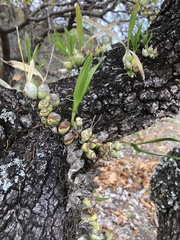 Prosthechea micropus