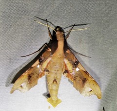 Callionima denticulata