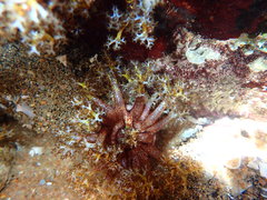 Holothuria cinerascens