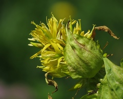 Gentiana lutea vardjanii