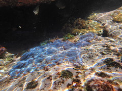 Sansibia flava