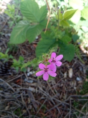 Erodium cicutarium cicutarium