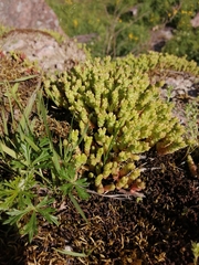 Sedum acre