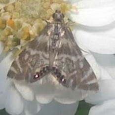 Petrophila canadensis