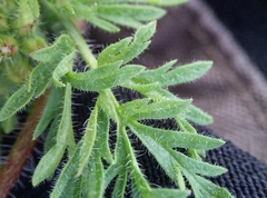 Erodium cicutarium cicutarium