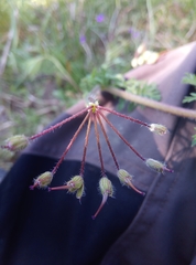Erodium cicutarium cicutarium