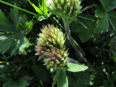 Trifolium noricum