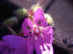 Erodium cicutarium cicutarium