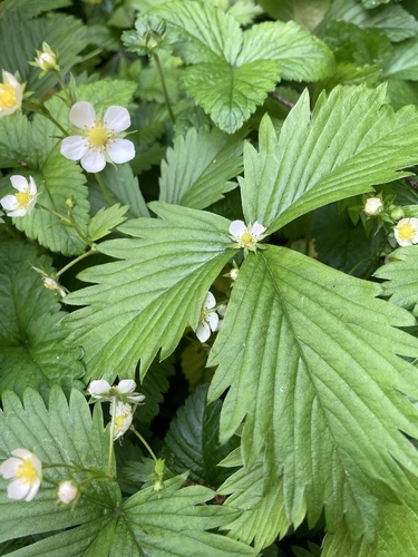 Paprastoji žemuogė nuotrauka