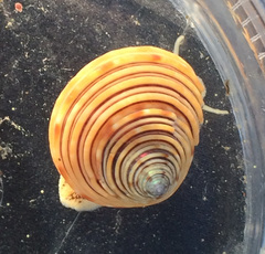 Calliostoma canaliculatum