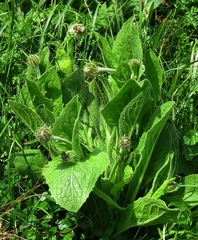 Crepis pontana