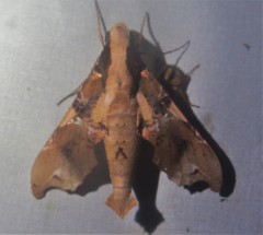 Callionima denticulata
