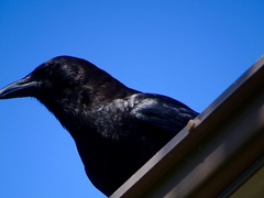Corvus brachyrhynchos