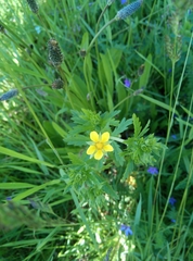 Potentilla intermedia