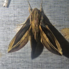 Xylophanes thyelia