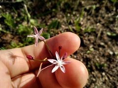 Strumaria tenella tenella