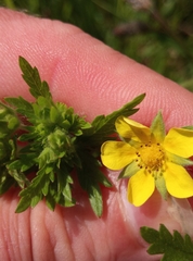Potentilla intermedia