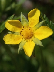 Potentilla intermedia