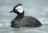 White-tufted Grebe (Falkland) - Photo (c) Kevin Schafer, some rights reserved (CC BY-NC-ND), uploaded by Kevin Schafer